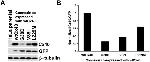 GFP Antibody in Western Blot (WB)