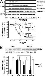 alpha Synuclein Antibody in Western Blot (WB)