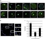 alpha Tubulin Antibody in Immunocytochemistry, Immunohistochemistry (ICC/IF, IHC)