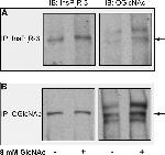 O-linked N-acetylglucosamine (O-GlcNAc) Antibody in Western Blot, Immunoprecipitation (WB, IP)