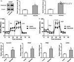 PRKAR2B Antibody in Western Blot (WB)