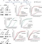 PLK1 Antibody in Western Blot (WB)