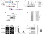 6x-His Tag Antibody in Western Blot (WB)