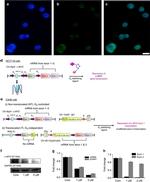 GAPDH Antibody in Western Blot (WB)