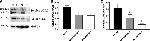 LOX Antibody in Western Blot (WB)