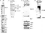 PSMB10 Antibody in Western Blot (WB)