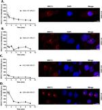 XRCC1 Antibody in Immunocytochemistry (ICC/IF)