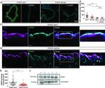 Calmodulin Antibody in Western Blot (WB)