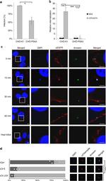 EGFR Antibody in Immunocytochemistry (ICC/IF)