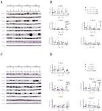 Claudin 4 Antibody in Western Blot (WB)