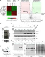 GAPDH Antibody in Western Blot (WB)