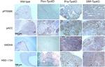 HADHA Antibody in Immunohistochemistry (IHC)