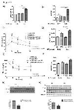 Phosphotyrosine Antibody in Western Blot (WB)