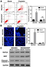 MRP4 Antibody in Western Blot (WB)