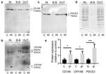 CD166 Antibody in Western Blot (WB)