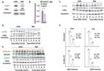 Phospho-Cdc25A (Thr507) Antibody in Western Blot (WB)