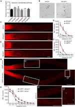 FITC Antibody in Immunohistochemistry (IHC)