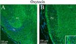 Oxytocin Antibody in Immunohistochemistry (IHC)