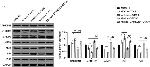 CAMK2N1 Antibody in Western Blot (WB)