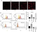 Phospho-ATR (Ser428) Antibody in Immunocytochemistry (ICC/IF)