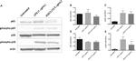 beta Actin Antibody in Western Blot (WB)