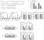 SLC7A11 Antibody in Western Blot (WB)