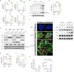 TDP-43 Antibody in Western Blot (WB)