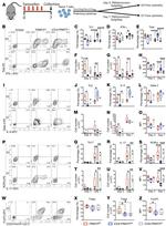 CD4 Antibody in Flow Cytometry (Flow)