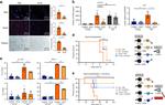 CD4 Antibody in Flow Cytometry (Flow)