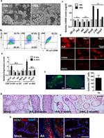 CD9 Monoclonal Antibody (eBioKMC8 (KMC8)), PE (12-0091-81)