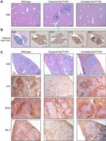 CD45 Antibody in Immunohistochemistry (IHC)