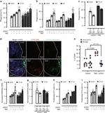 OVA257-264 (SIINFEKL) peptide bound to H-2Kb Antibody in Flow Cytometry (Flow)