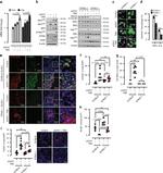 CD45 Antibody in Immunohistochemistry (IHC)