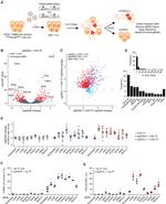 CD56 (NCAM) Antibody in Flow Cytometry (Flow)