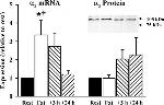 ATP1A3 Antibody in Western Blot (WB)