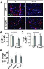 MYOD Antibody in Immunocytochemistry (ICC/IF)