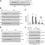 Myc Tag Antibody in Immunoprecipitation (IP)