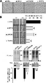 LRRC59 Antibody in Western Blot (WB)