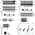 GAPDH Antibody in Western Blot (WB)