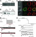 THRA/THRB Antibody in Western Blot, Immunoprecipitation (WB, IP)