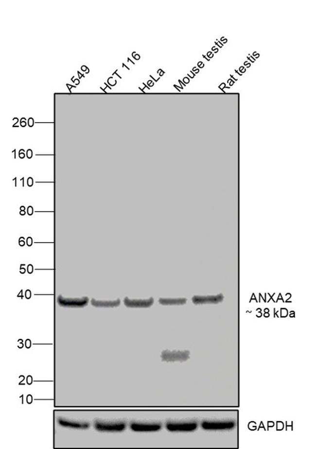 Annexin A2 Antibody in Western Blot (WB)