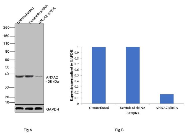 Annexin A2 Antibody in Western Blot (WB)