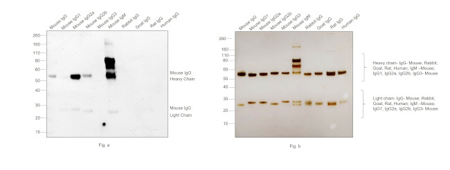 Mouse IgG (H+L) Secondary Antibody in Western Blot (WB)