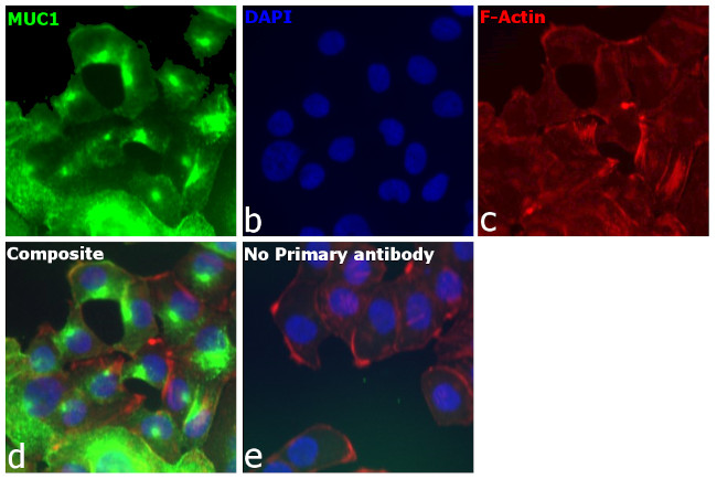 Human Kappa Light Chain Secondary Antibody in Immunocytochemistry (ICC/IF)