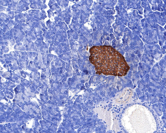 Insulin B Chain Antibody in Immunohistochemistry (Paraffin) (IHC (P))