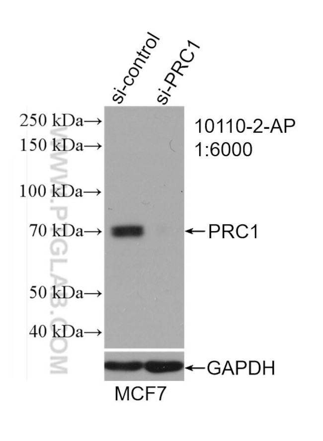 PRC1 Antibody in Western Blot (WB)