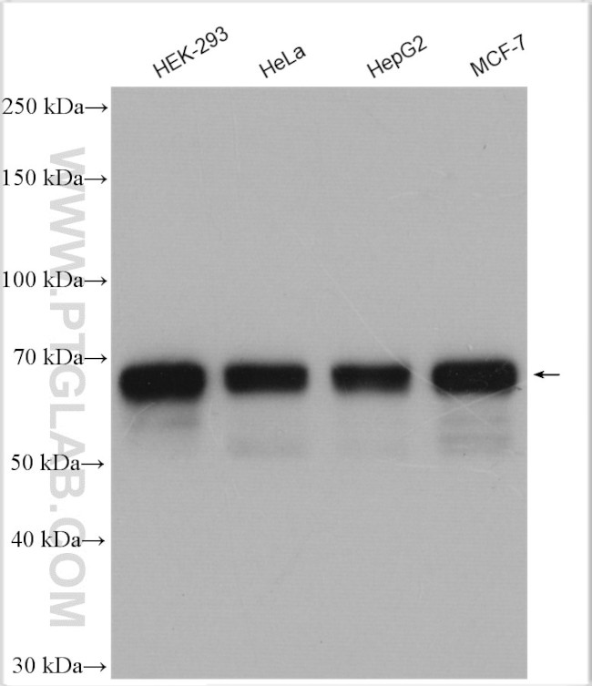 PRC1 Antibody in Western Blot (WB)