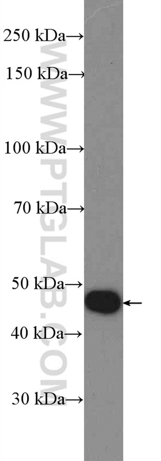 SNX6 Antibody in Western Blot (WB)