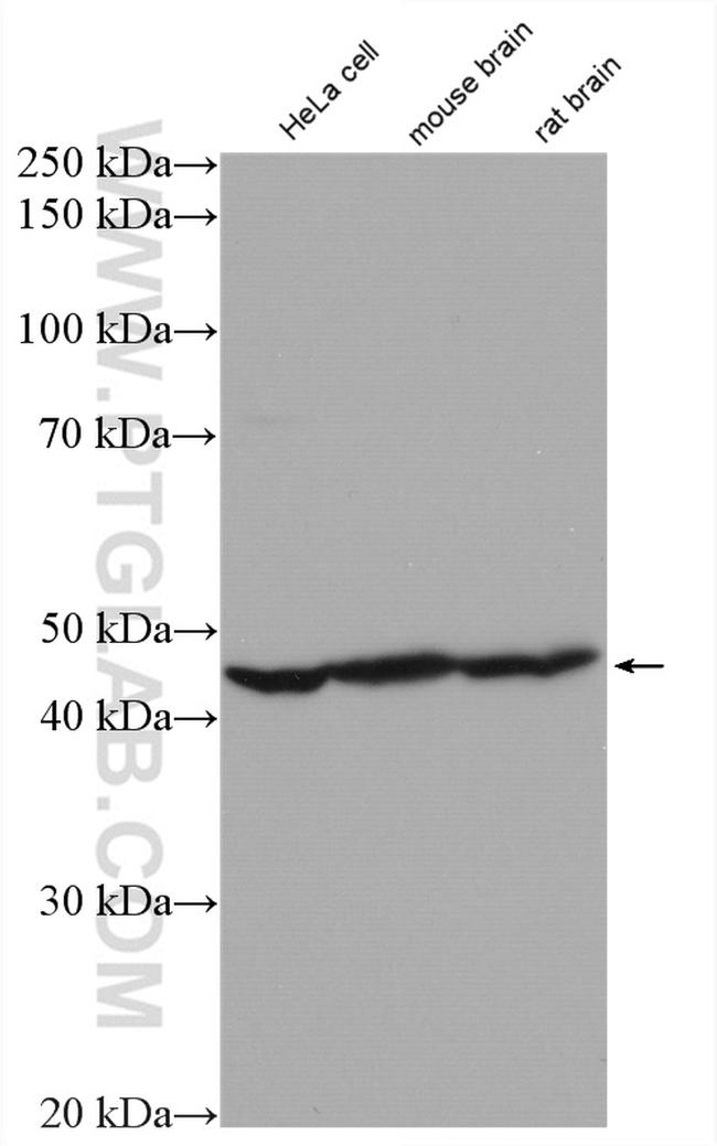 GDI2 Antibody in Western Blot (WB)