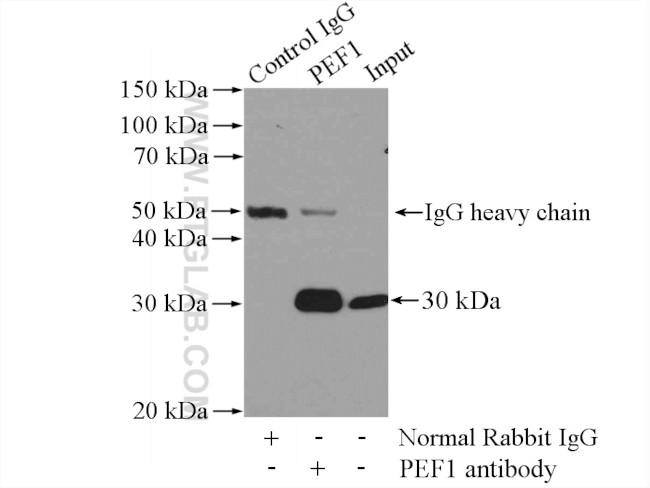 PEF1 Antibody in Immunoprecipitation (IP)